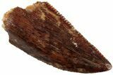 Serrated, Raptor Tooth - Real Dinosaur Tooth #233013-1